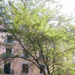 Appartement 2 pièces - Boulevard Carl-Vogt 3 Genève