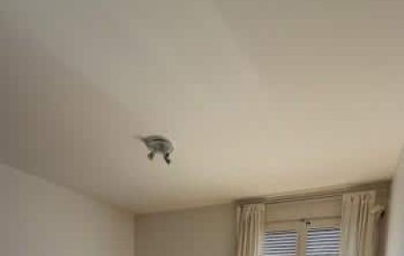 Appartement 4 pièces - Rue des Bugnons 12 Meyrin